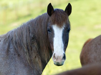 Hart Mountain Herd