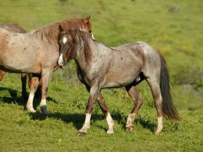 Hart Mountain Herd