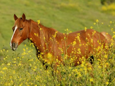 Hart Mountain Herd