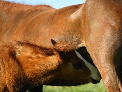 Hart Mountain Herd