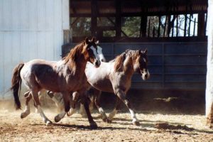 Hart Mountain Herd