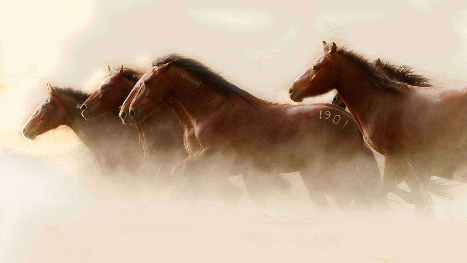 horse-bg-1