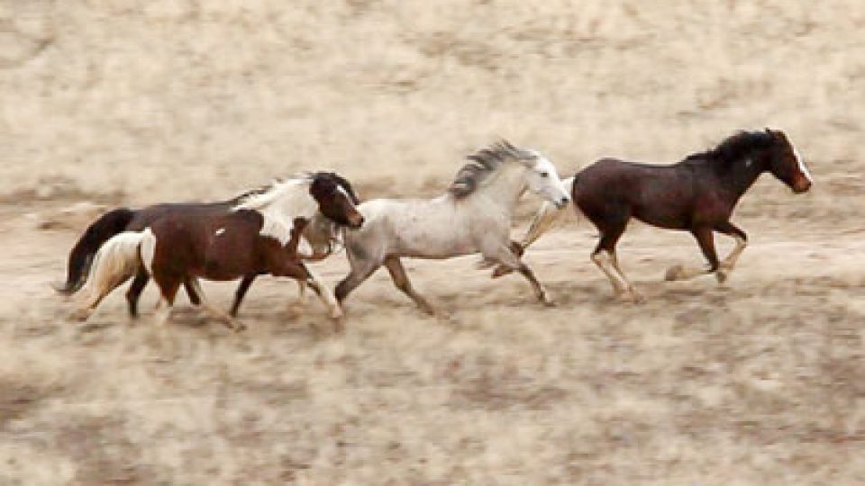 Cedar Mountain Wild Horse Roundup