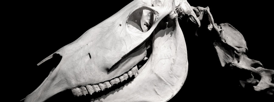 Equus