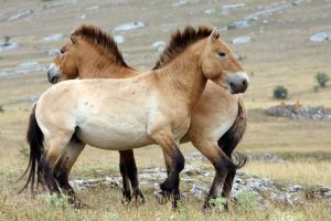 Przewalski’s Horse