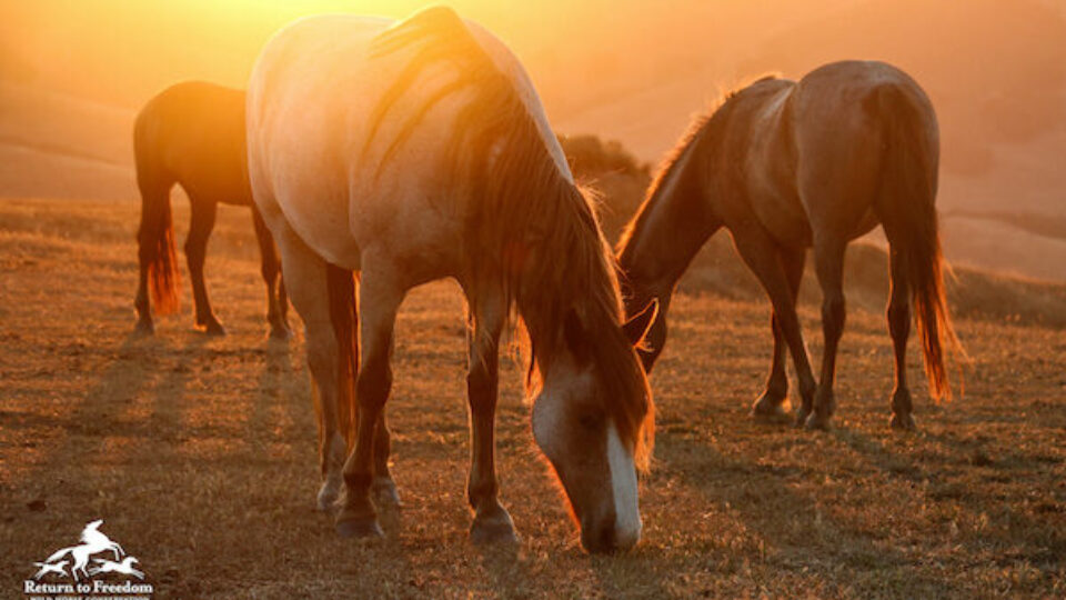 horses grazing red sunset SLO- ND 600