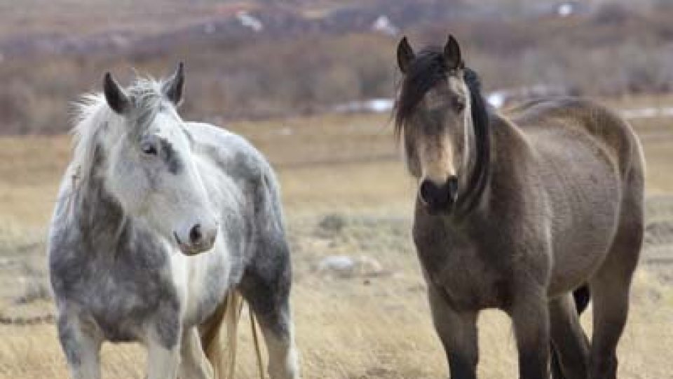 Wild Horses of Wyoming