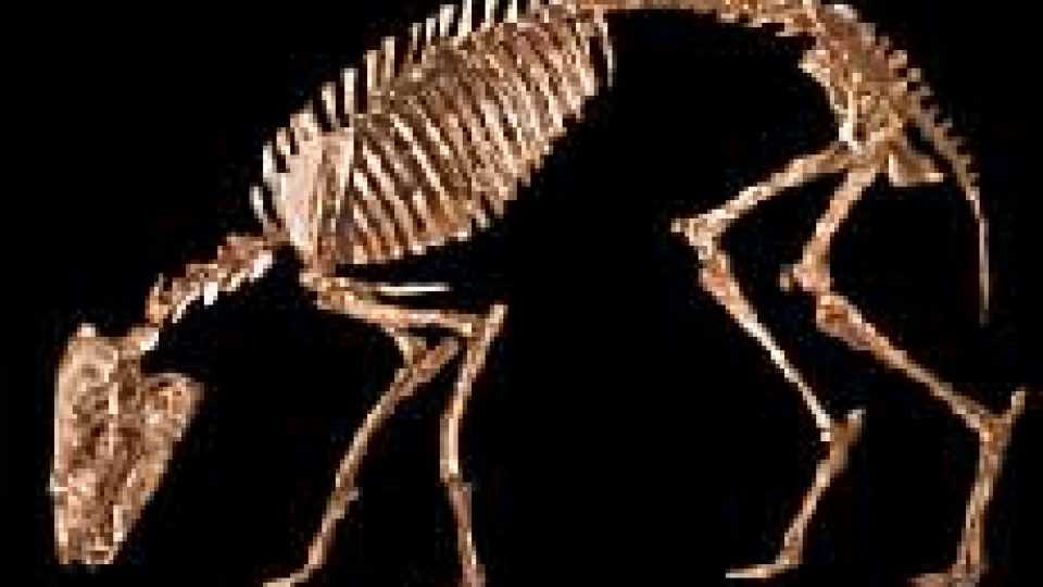 Horse Evolution