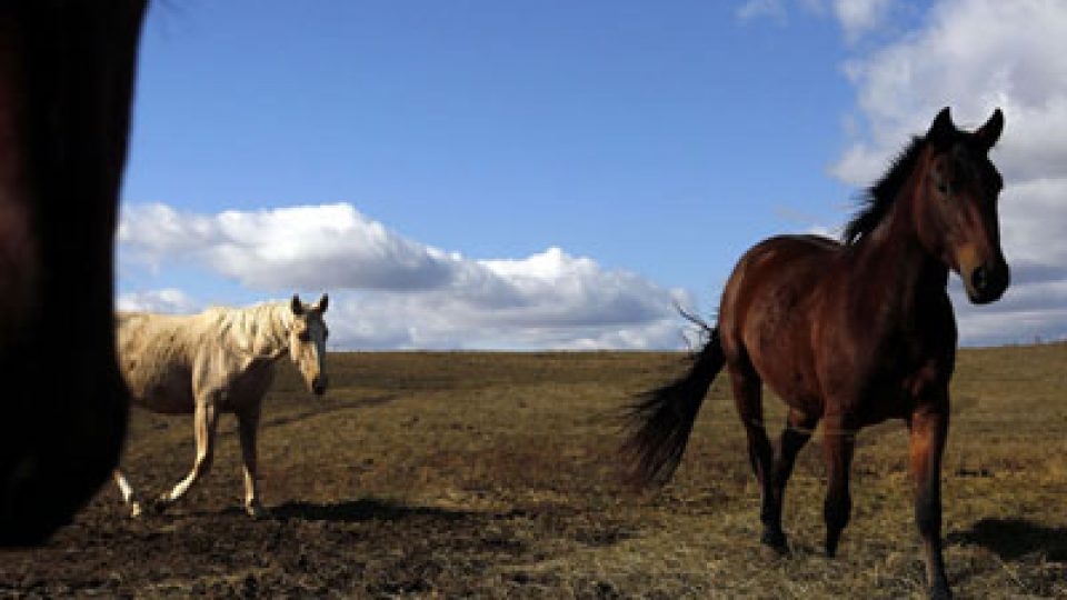 South Dakota Wild Horse Emergency