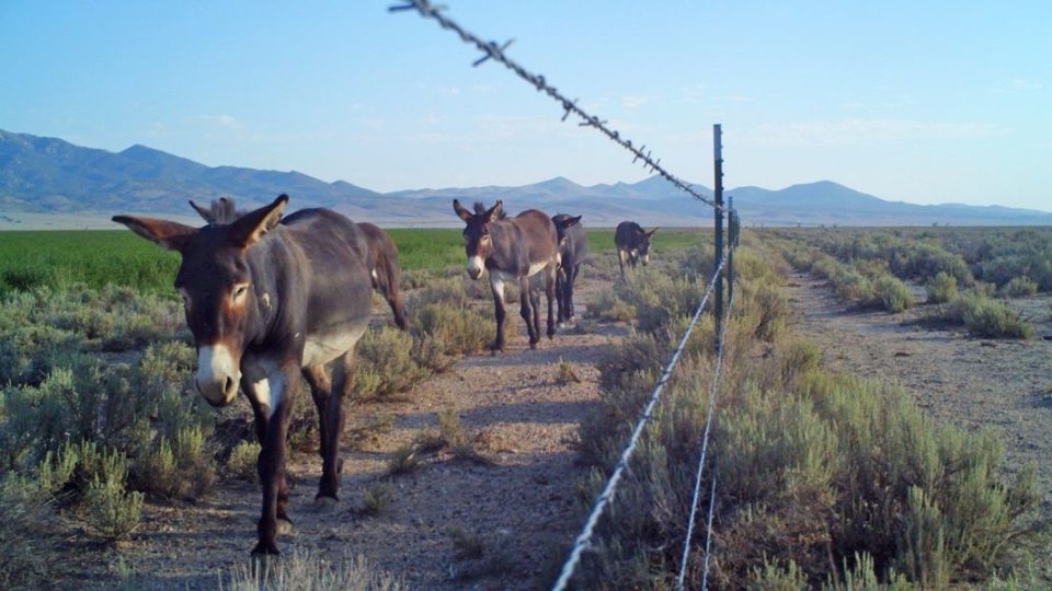 lass-id-original-1522965882-5ac69d7a0bad2