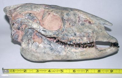 Miohippus Skull