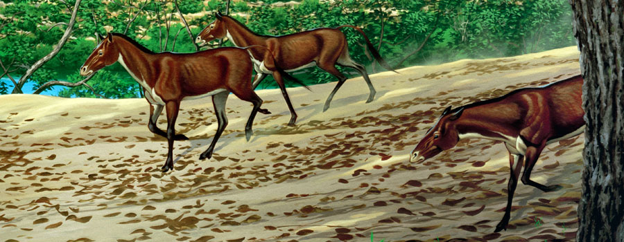 Miohippus