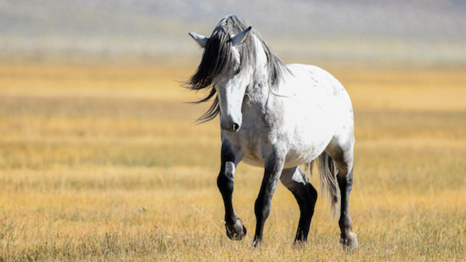 mono lake 600_.jpg meg
