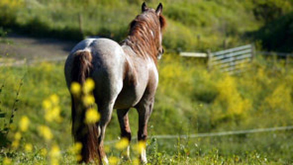 Return to Freedom Mystic