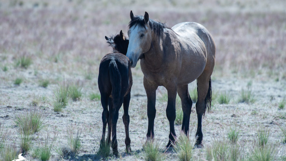 onaqui mare and foal meg f