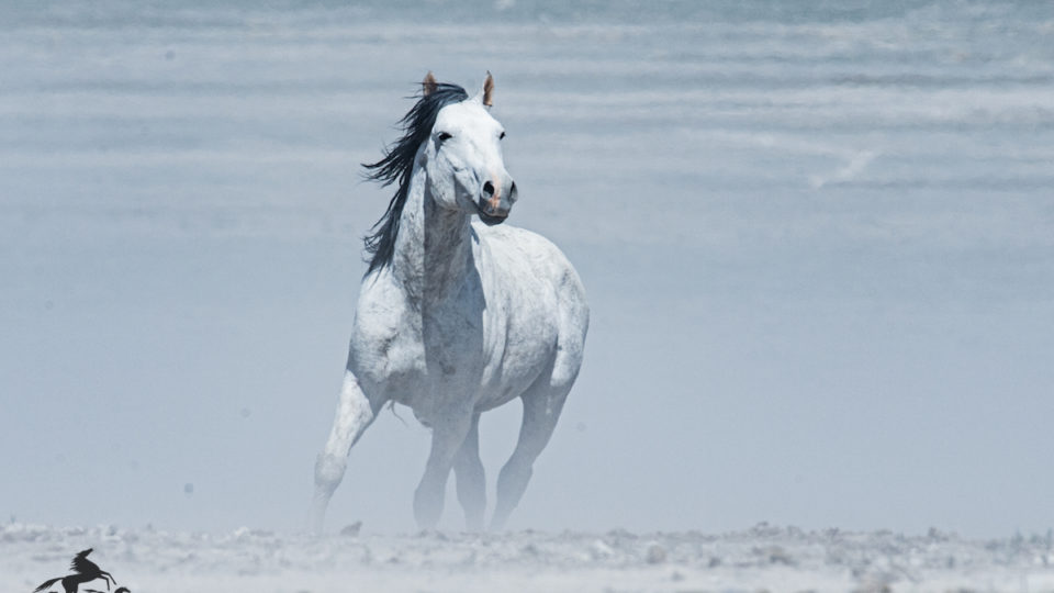 onaqui pale horse – meg f