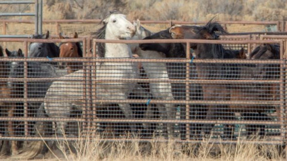 owyhee4