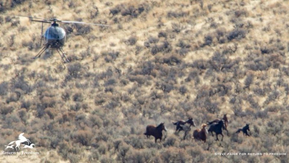 owyhee5b