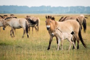 Przewalski’s Horse