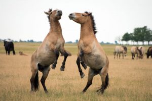 Przewalski’s Horse