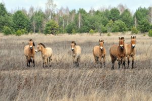 Przewalski’s Horse