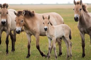 Przewalski’s Horse