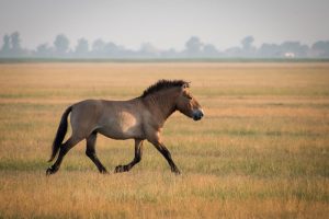 Przewalski’s Horse