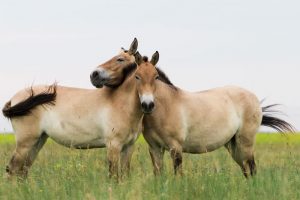 Przewalski’s Horse