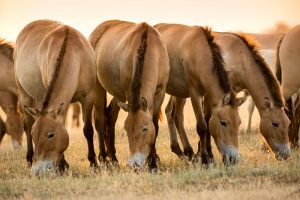 Przewalski’s Horse