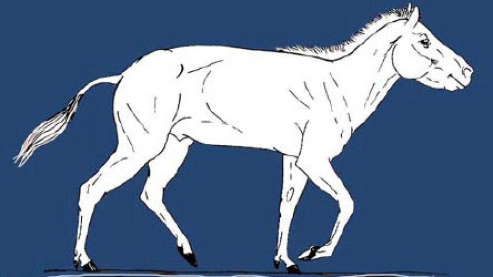Evolution of the Horse