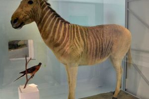 Extinct Breeds