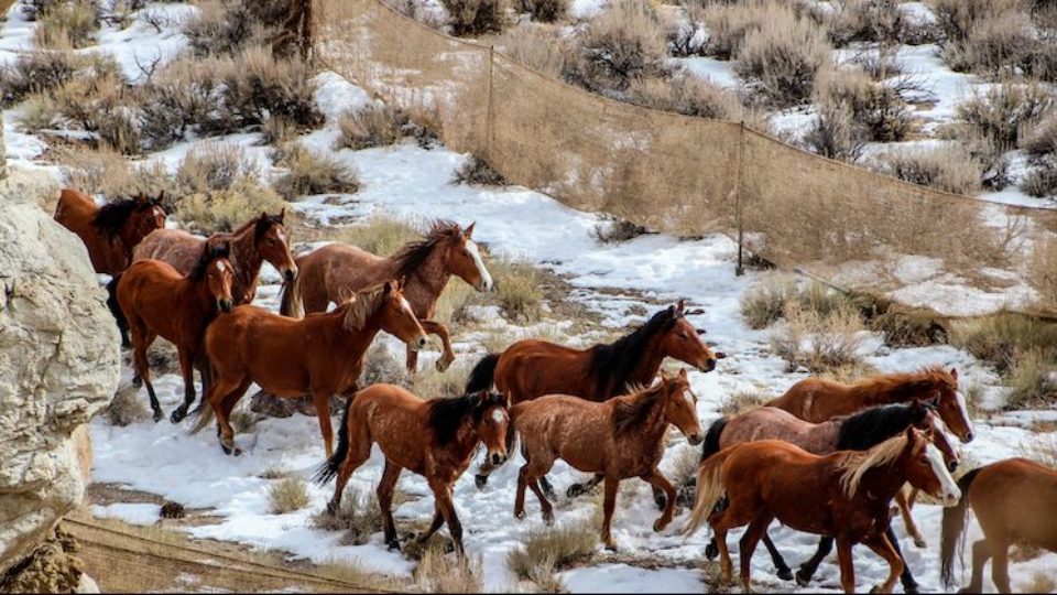 reveille 2017 blm