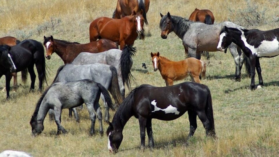 roosevelt horses NPS