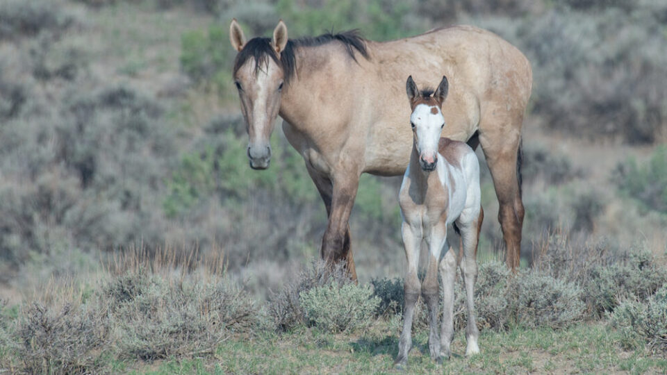 sand wash mare and foal meg