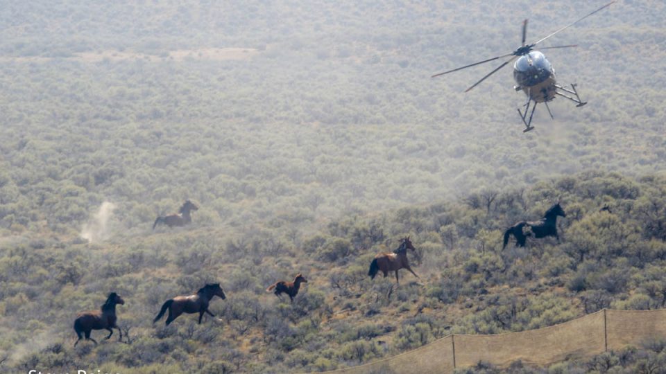 Sheldon Refuge Roundup