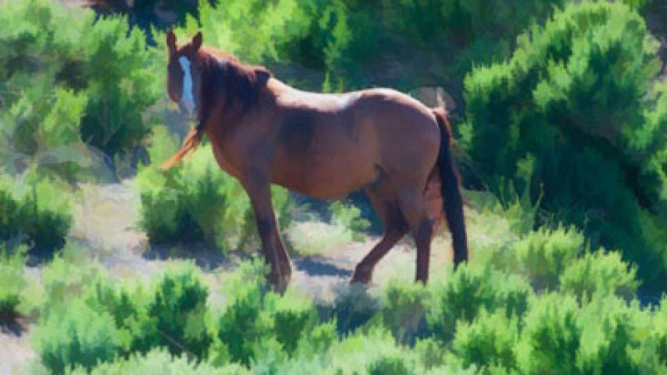 Sheldon Wild Horse