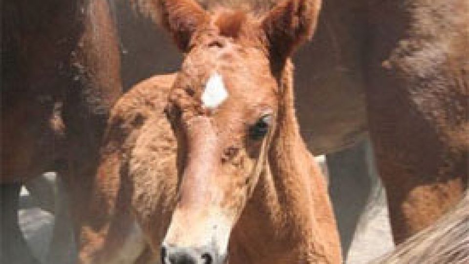 Sheldon Wild Horse Roundup
