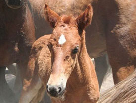 Sheldon Wild Horse Roundup
