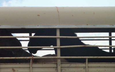 The American Wild Horse Wipeout