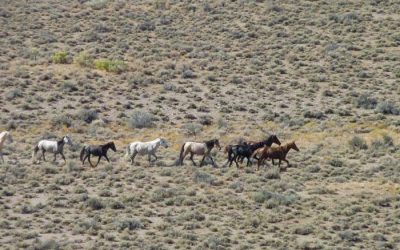 The American Wild Horse Wipeout