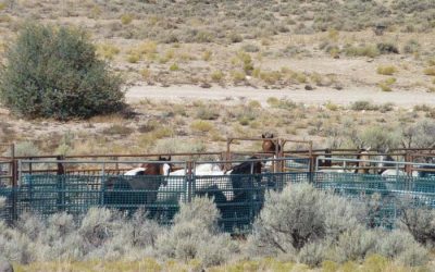 The American Wild Horse Wipeout