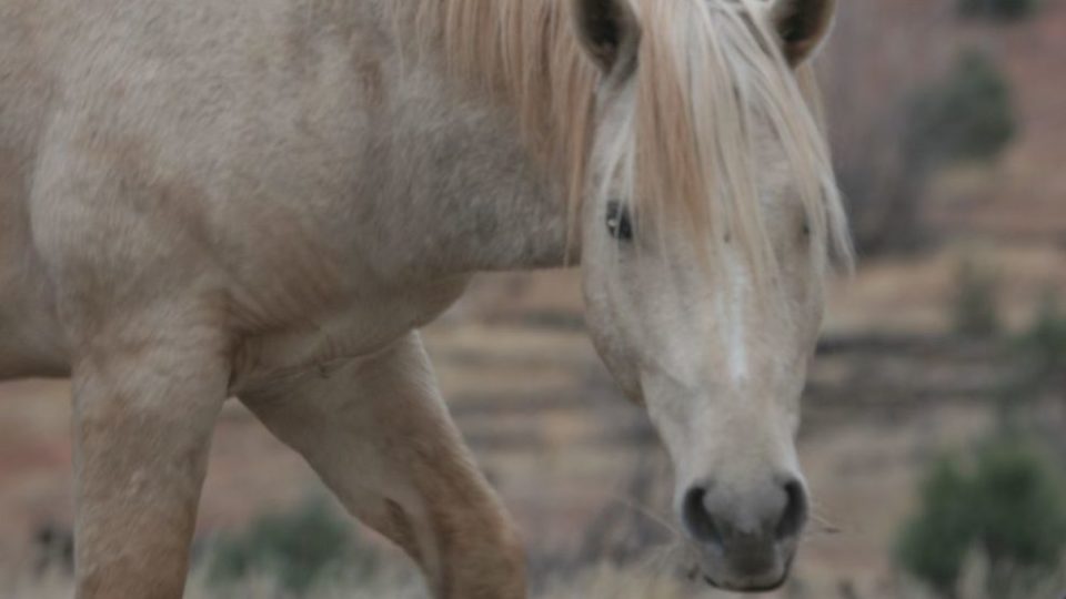 stallion