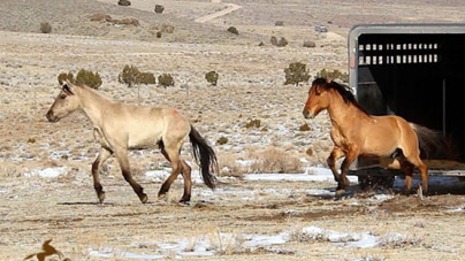 Sulphur Springs Wild Horse Release
