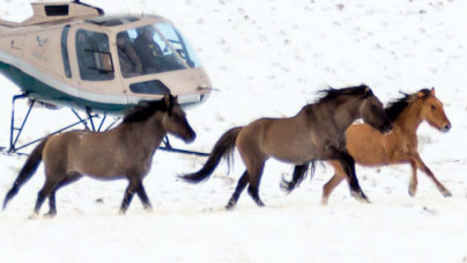 President Trump and Wild Horses