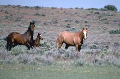 American Wild Mustangs