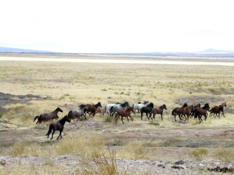 American Wild Mustangs