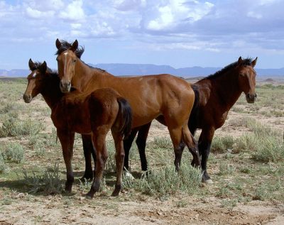American Wild Mustangs