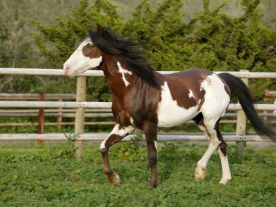 Wilbur-Cruce Spanish Colonial Mission Horses