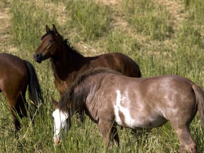Wilbur-Cruce Spanish Colonial Mission Horses