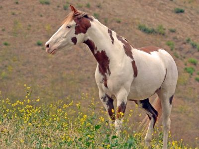 Wilbur-Cruce Spanish Colonial Mission Horses